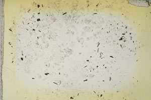 Plane Polarized, S41108