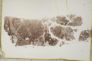 Plane Polarized, S41109