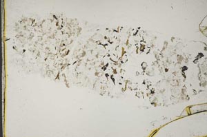 Plane Polarized, S41112