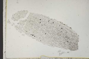 Plane Polarized, S41124