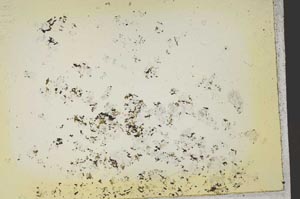 Plane Polarized, S41132