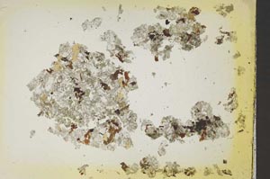 Plane Polarized, S41139