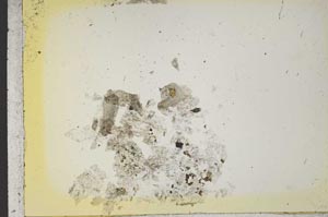Plane Polarized, S41141