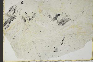 Plane Polarized, S41160