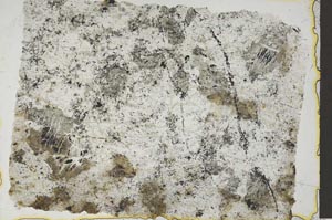 Plane Polarized, S41161