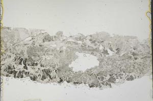 Plane Polarized, S41165