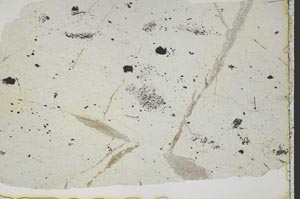 Plane Polarized, S41174