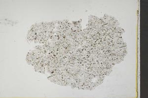 Plane Polarized, S41196