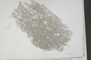 Plane Polarized, S41238