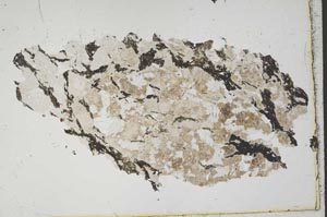 Plane Polarized, S41247