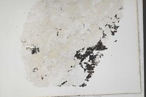 Plane Polarized, S41248