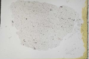 Plane Polarized, S41256