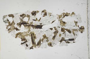 Plane Polarized, S41257