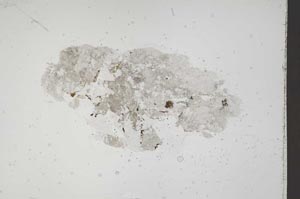 Plane Polarized, S41258
