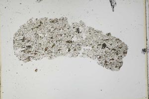 Plane Polarized, S41264