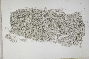 Plane Polarized, S41268