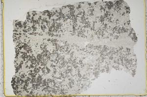 Plane Polarized, S41276