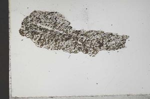 Plane Polarized, S41292
