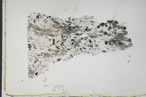 Plane Polarized, S41302