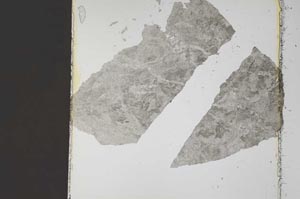 Plane Polarized, S41305