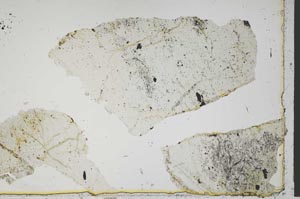 Plane Polarized, S41318