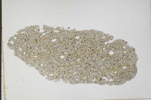 Plane Polarized, S41329