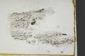 Plane Polarized, S41349