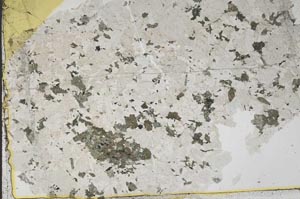 Plane Polarized, S41351