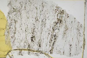 Plane Polarized, S41354