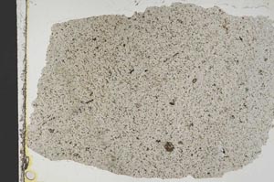 Plane Polarized, S41355