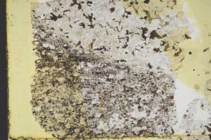 Plane Polarized, S41362