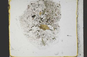 Plane Polarized, S41390