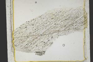 Plane Polarized, S41407