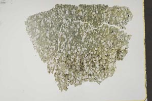 Plane Polarized, S41414