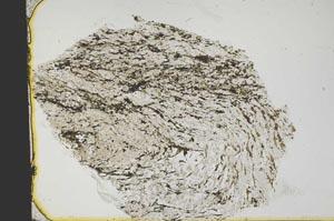 Plane Polarized, S41424