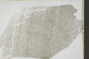 Plane Polarized, S41440