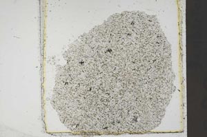 Plane Polarized, S41444