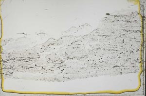 Plane Polarized, S41447