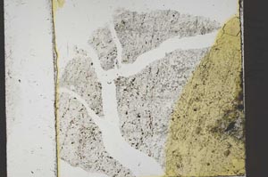 Plane Polarized, S41474