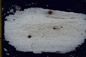 Cross Polarized, S41489/A