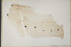 Plane Polarized, S41527