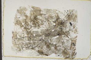 Plane Polarized, S41533