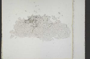 Plane Polarized, S41540