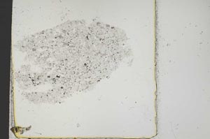 Plane Polarized, S41541