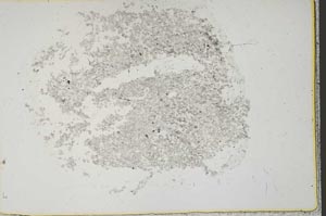 Plane Polarized, S41543