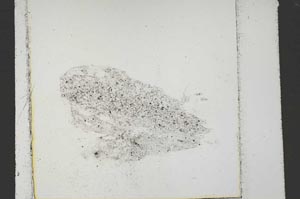 Plane Polarized, S41544