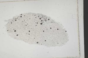 Plane Polarized, S41548
