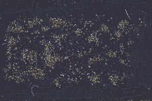 Plane Polarized, S41548/A