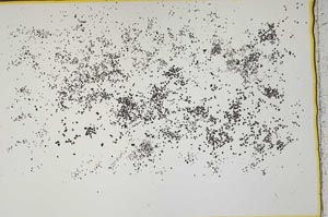 Plane Polarized, S41548/C