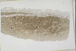Plane Polarized, S41551
